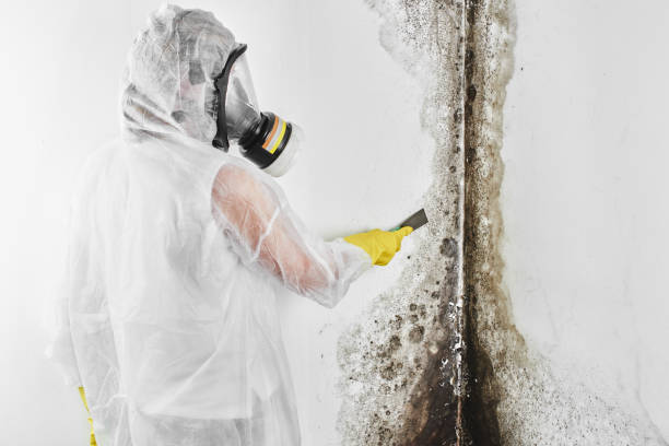 Best Black Mold Remediation in Fredericksburg, VA