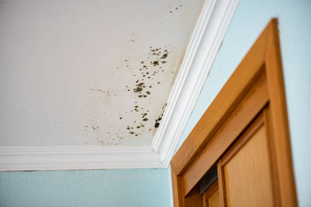 Best Basement Mold Remediation in Fredericksburg, VA
