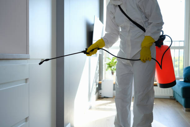 Best Attic Mold Remediation in Fredericksburg, VA
