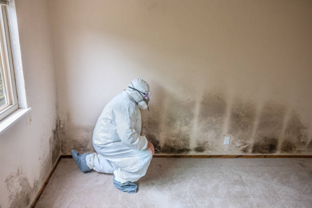 Best Mold Remediation for Specific Building Types in Fredericksburg, VA